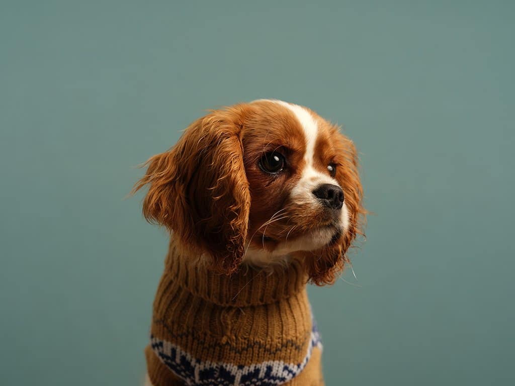 a blenheim cavalier king charles puppy in a yellow and white jumper in front of a light blue background