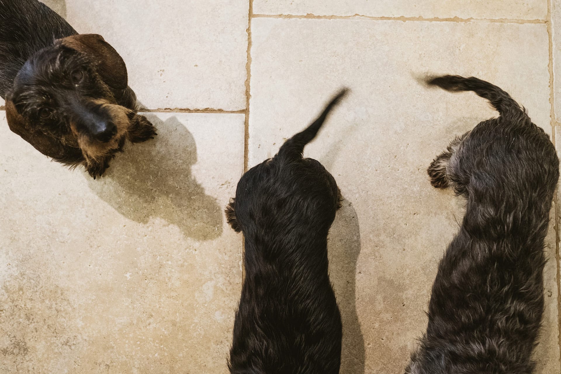 three dogs, two dogs wagging their tails